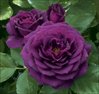 Purple Roses.jpg