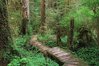Forest Trail.jpg