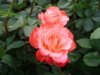 Painted Rose.jpg