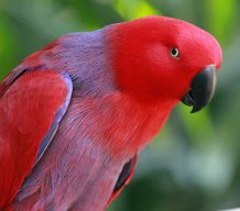 Lulu Parrot