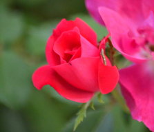 Samantha_