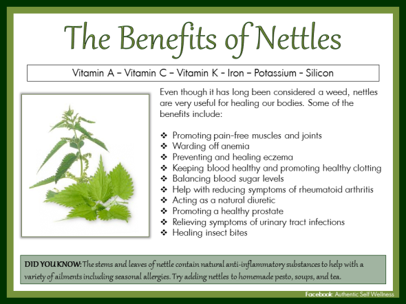 the-benefits-of-nettle.png