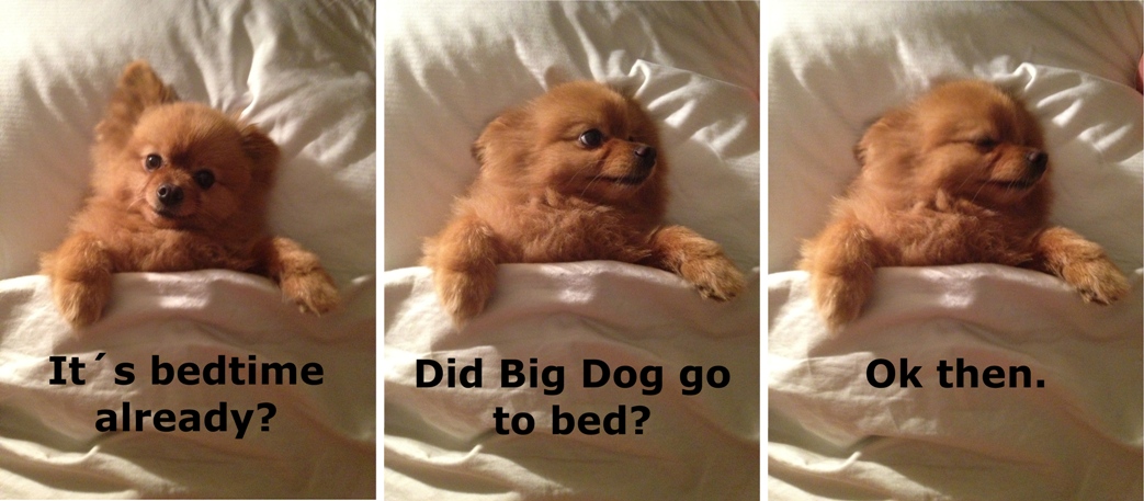 cute-puppy-going-to-bed.jpg