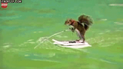 post-20253-Water-Skiing-Squirrel-Gif-3sUS.gif
