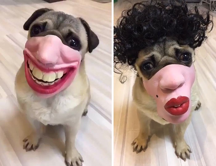 dogs-with-funny-masks