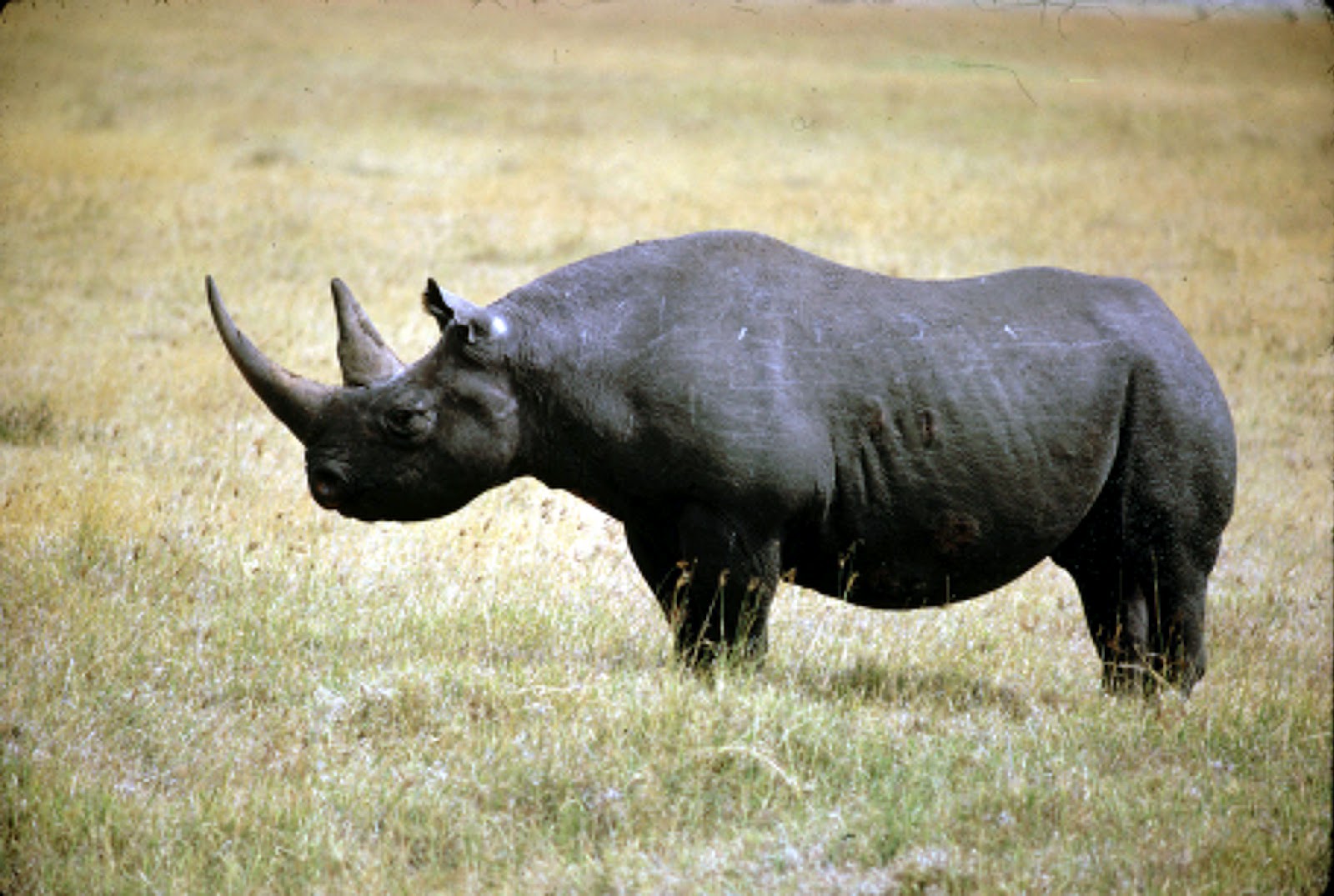 Black+Rhinoceros2.jpg