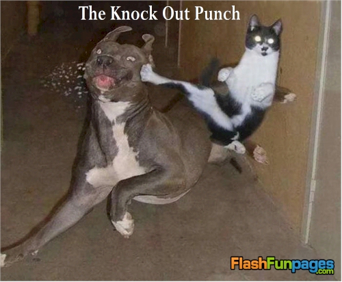 funny-pets-knock-out-punch.jpg