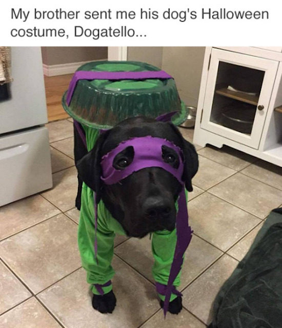 the-best-funny-pictures-of-halloween-pet-costumes-dogatello-dog-ninja-turtle-costume.jpg.jpg