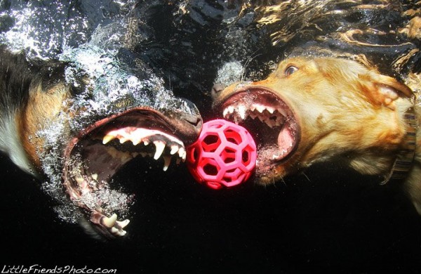 dogs+underwater+chasing+ball+funny+photography+pets+animals.jpg