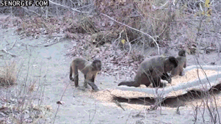 monkey-throwing-snowballs-funny-pictures-animals-animated-gif.gif
