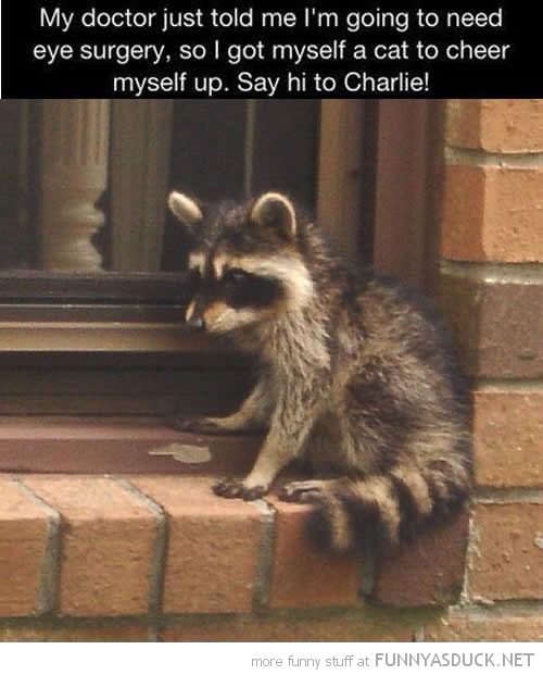 funny-doctor-said-need-eye-surgery-cat-cheer-up-raccoon-pics.jpg
