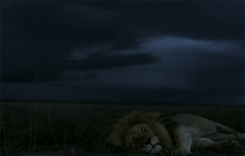 The-Lion-Sleeps-In-Comfort-During-a-Thunderstorm.gif