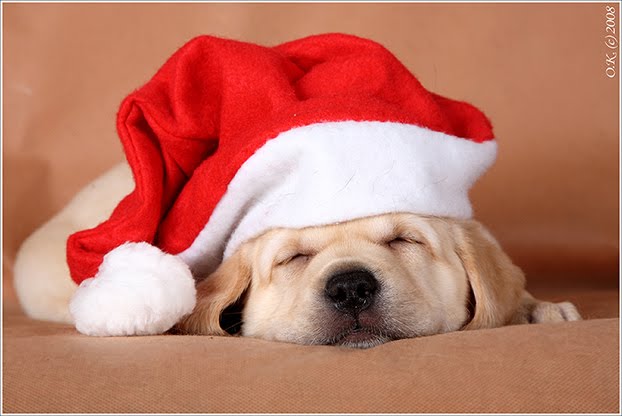 christmas-puppy.jpg