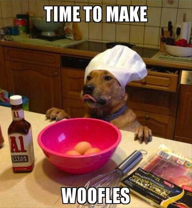 funny-chef-dog.jpg