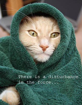 there-is-a-disturbance-in-the-force-cat-cats-kitten-kitty-pic-picture-funny-lolcat-cute-fun-lovely-photo-images.jpg