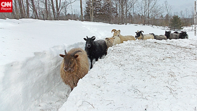 130210123408-iprt-goats-in-snow-horizontal-gallery.jpg