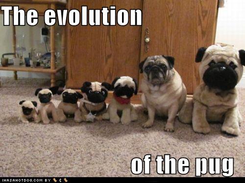 funny-dog-pictures-the-evolution-of-the-pug.jpg