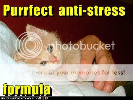 funny-pictures-purrfect-anti-stress.jpg
