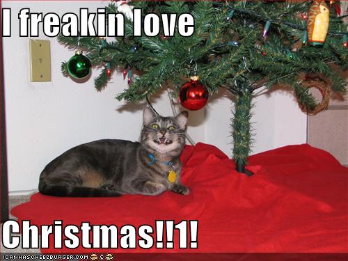 funny-christmas-cats-4.jpg