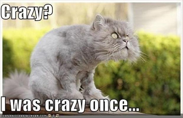 crazy-cat-funny-pictures.jpg