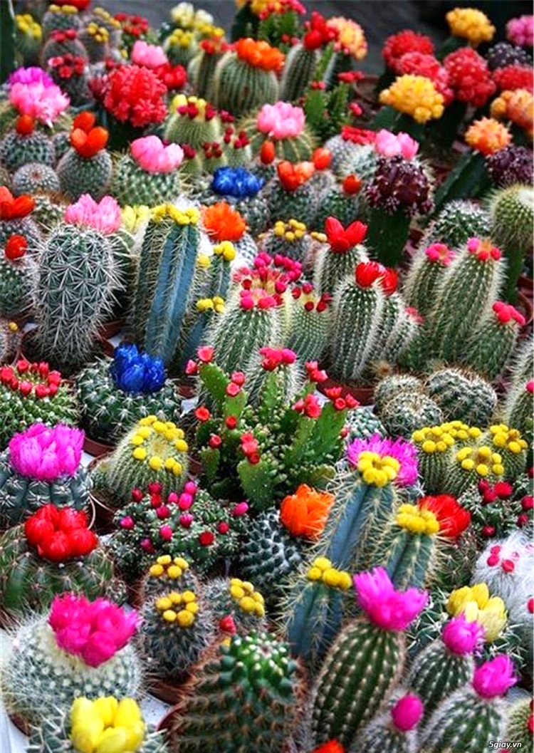 blooming-cacti.jpg
