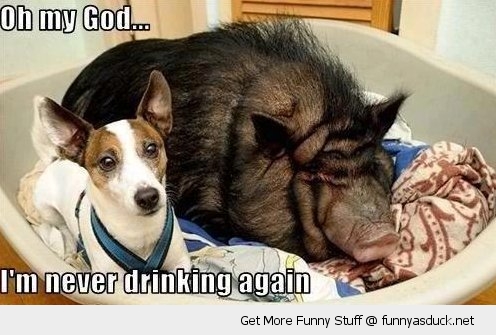 funny-never-drinking-again-dog-bed-pig-boar-pics.jpg