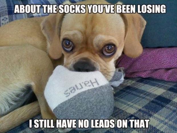 dog-chews-my-socks-funny-pictures.jpg