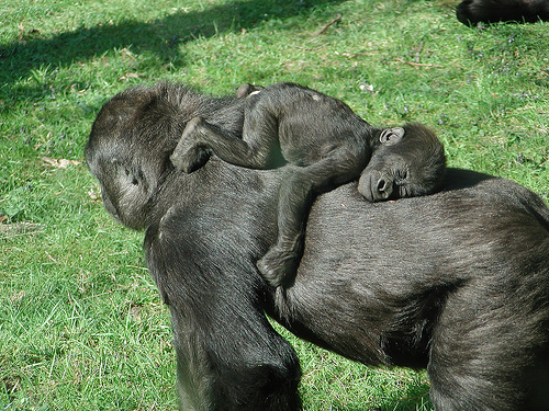 baby+gorilla+sleeping+on+mother.jpg