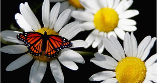 butterfly-and-daisy.jpg