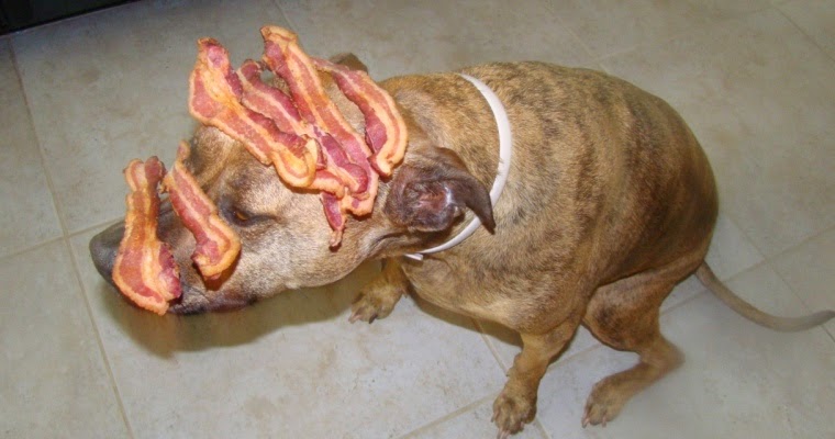 Bacon-on-a-dog.jpg