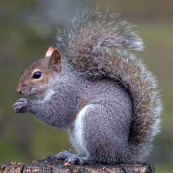 grey+squirrel.jpg
