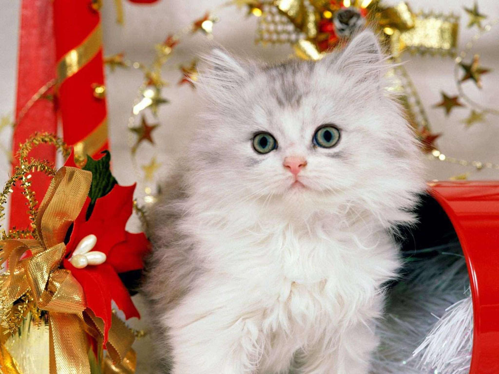 christmas-kitties-cute-kittens-10282740-1024-768.jpg