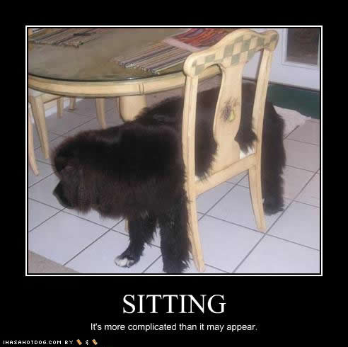 funny-dog-pictures-sitting-complicated.jpg%253Fw%253D492%2526h%253D490.jpeg