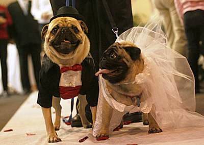 funny-dog-picture-dog-wedding.jpg
