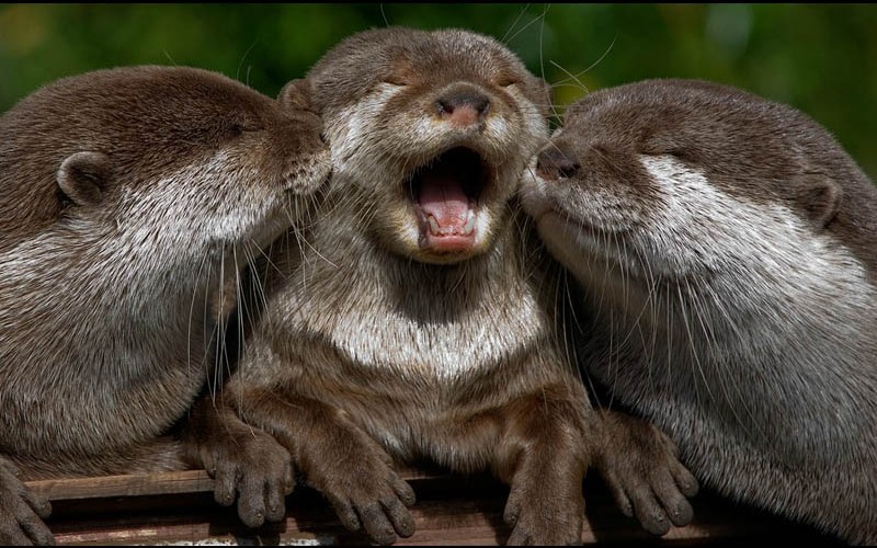 cute-otters-two-kissing-another-otter-on-both-sides-800x500.jpg