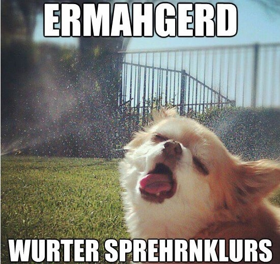 ermahgerd-wurter-sprehrnklurs-animals-dog-funny-meme-water-sprinklers.jpg