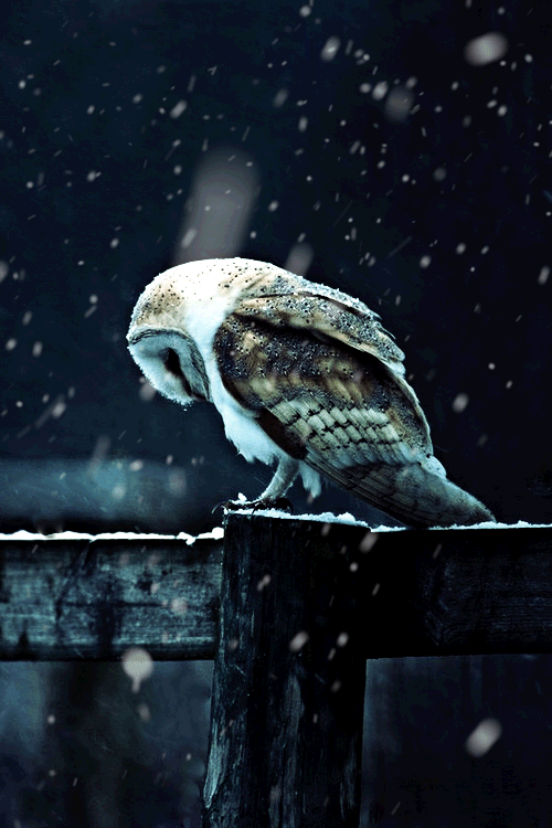 snow-owl.gif