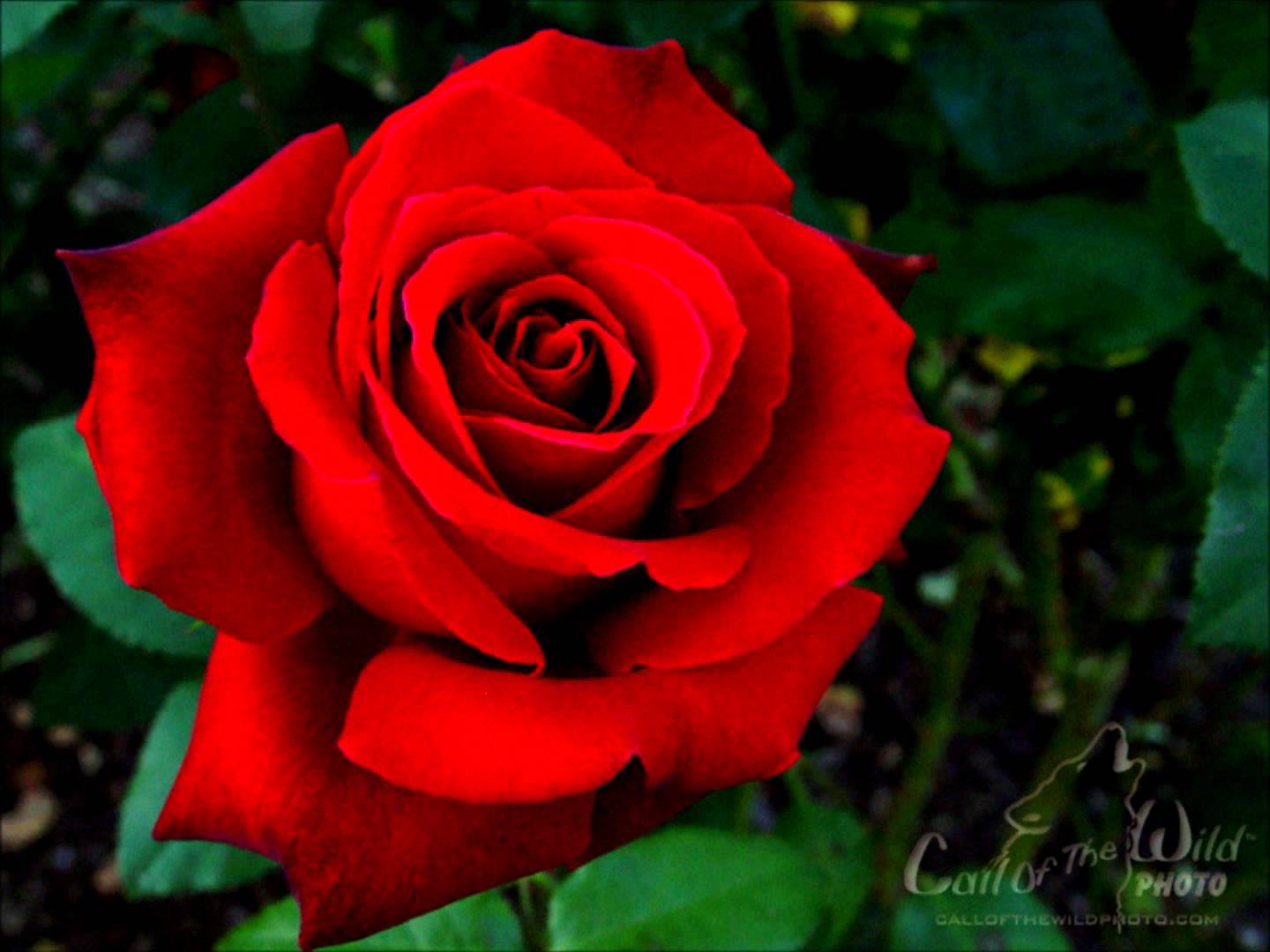 red+rose.jpg