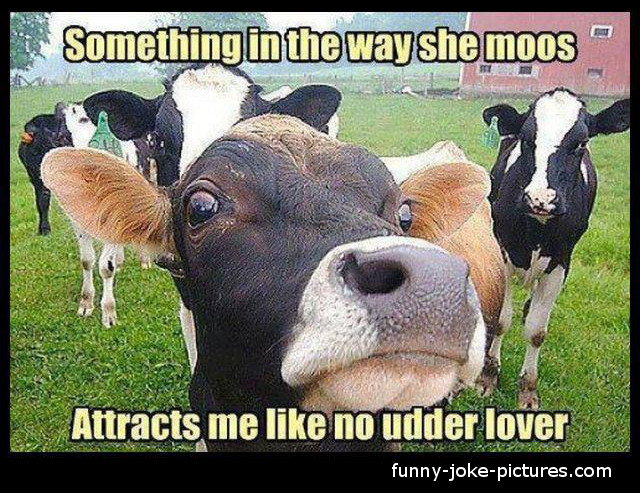 funny-cow-joke-picture.jpg