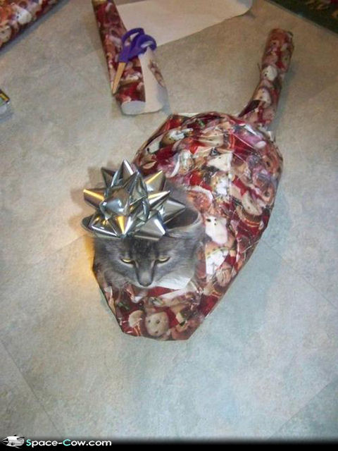 Cat+Christmas+present+funny+animals+picture.jpg