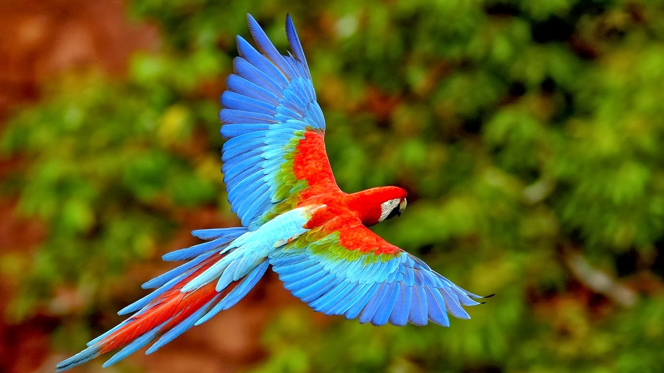 flying_parrots_scarlet_macaws.jpg