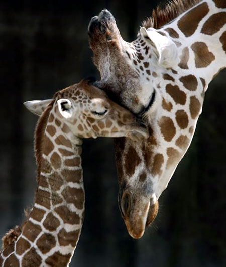 Funny+mom+and+baby+giraffe+1.jpg