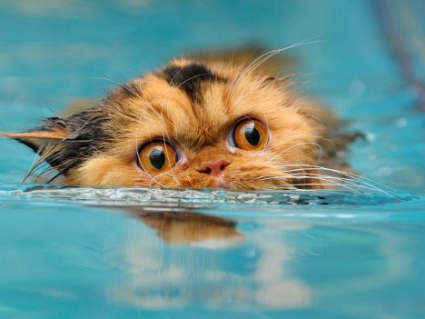 cat+treading+water.jpg
