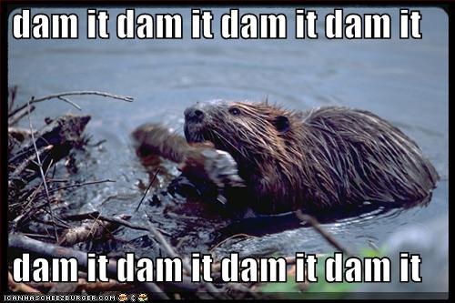 funny-pictures-beaver-dam-it.jpg