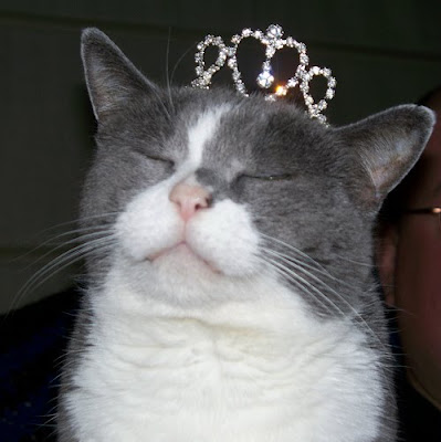 crown+cat.jpg