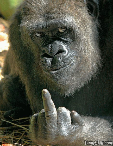 gorilla+giving+finger.png