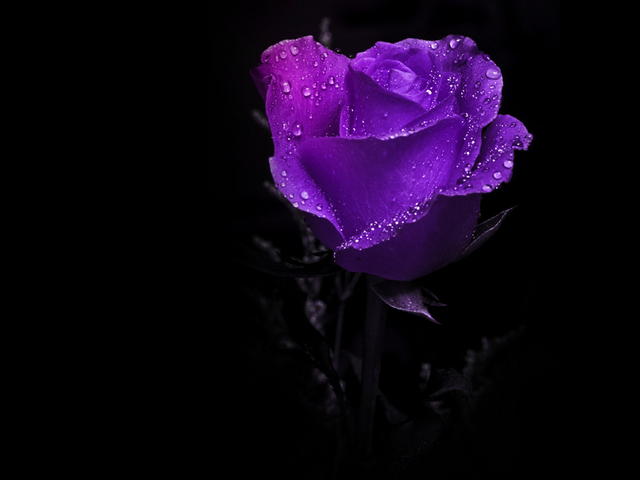 love-tiny-purple-rose-31000.jpg