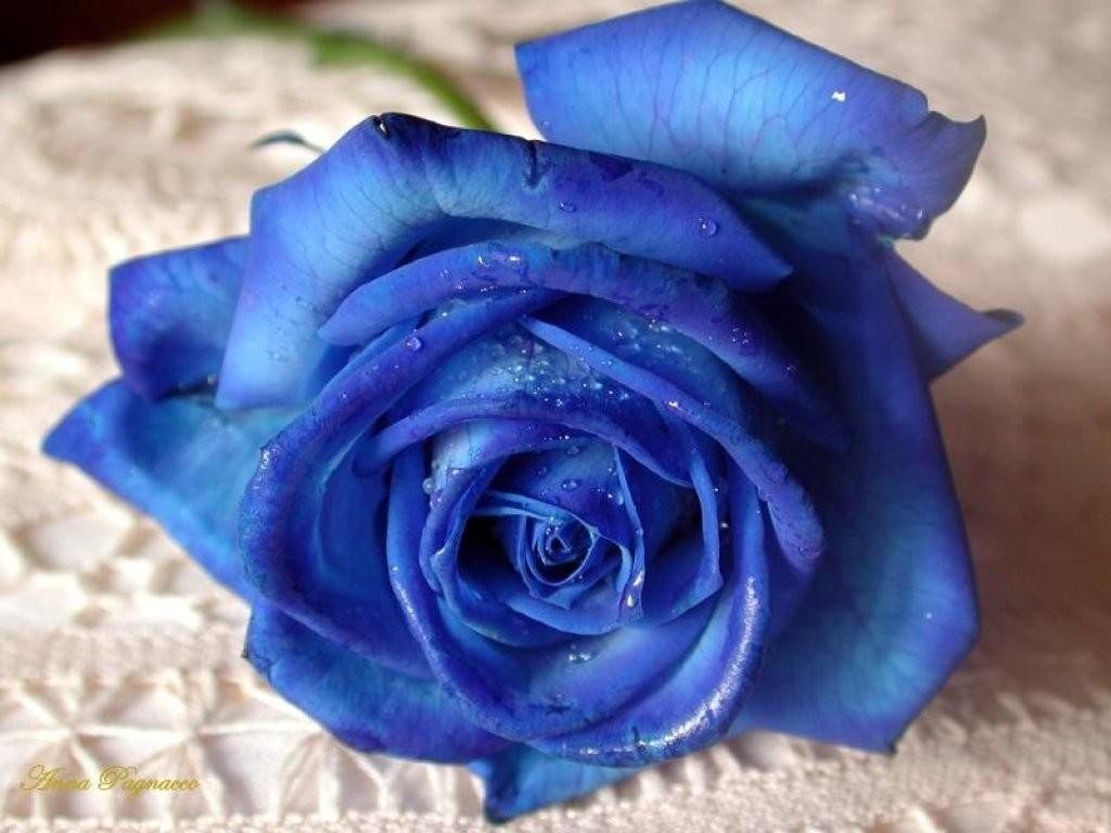 blue+roses+pictures+%25283%2529.jpg