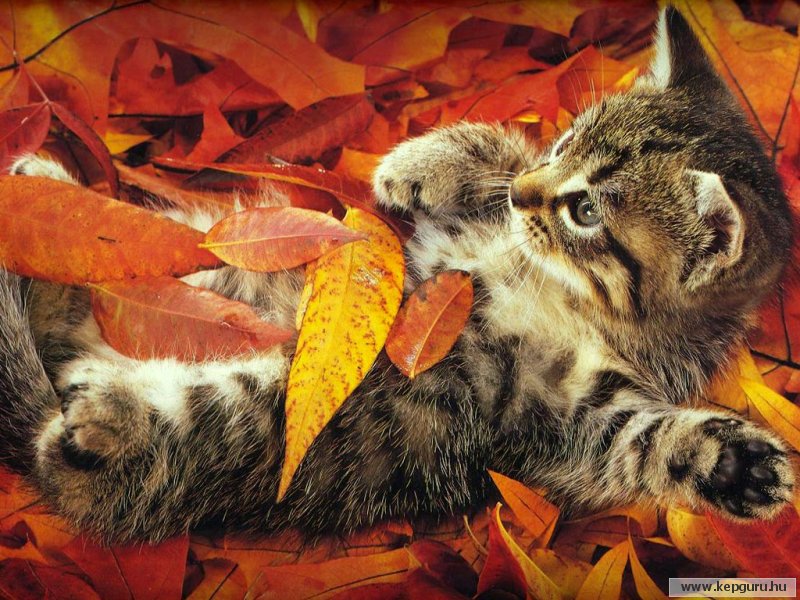Autumn-Kittens.jpg