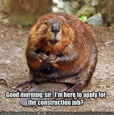 funny-pictures-beaver-wants-a-job-application.jpg